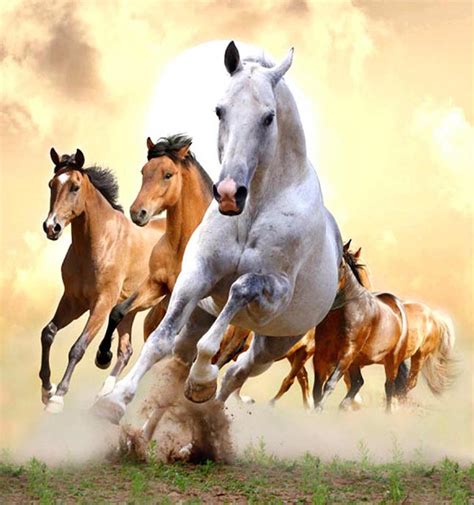 Reflecting on The Gallop - Echoes of Grace