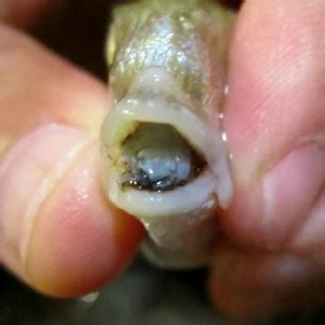 Cymothoa exigua - Facts, Diet, Habitat & Pictures on Animalia.bio