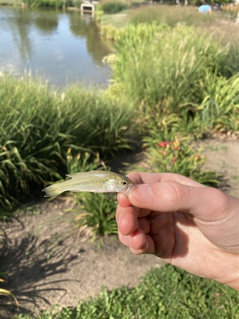 smallest micro bass ive  caught rbassfishing
