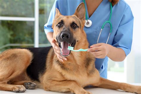 Mastocitoma Del Cane 4