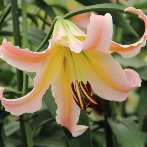 lilium elusive