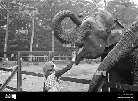 Dutch singer Conny Vink at the Amersfoort Zoo, feeding an elephant ca ...