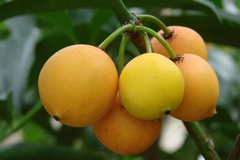 Fruta Pequena E Azulada De Sabor Doce - Fruta Pequena E Azulada De Sabor Doce - BRAINCP