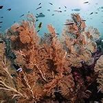 ocean life dp world education