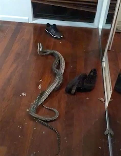 Fighting Snakes Fall Through Ceiling into Family's Bedroom
