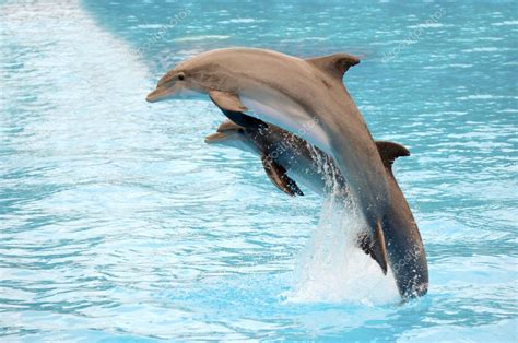 Dolphins jumping — Stock Photo © c-foto #5286865