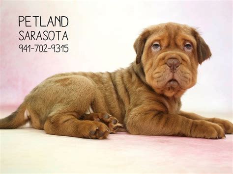 Miniature Hippo Puppy Chocolate ID:23707 Located at Petland Sarasota ...