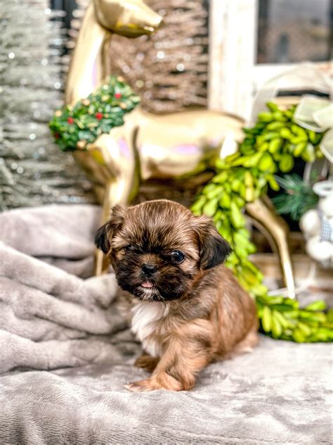 Shih Tzu Puppies For Sale In Illinois