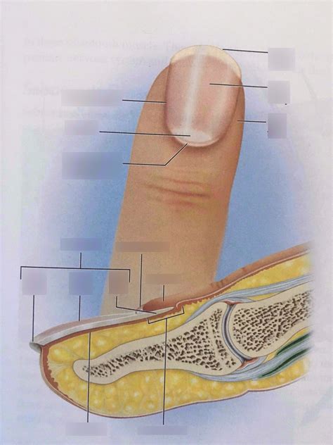 Nails + Nail Parts Diagram | Quizlet