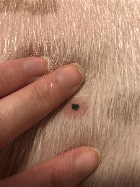 Forbidden pop: blood blister on my dog’s belly. : r/popping