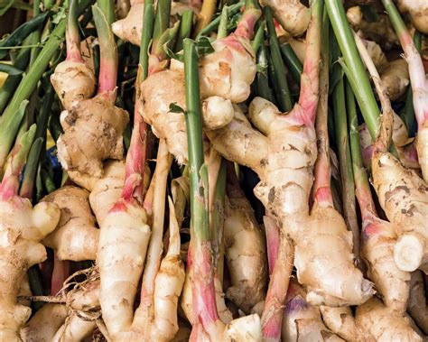 Rhizome Plant Examples