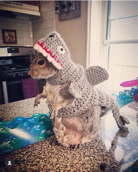 Ravelry: Small Animal Shark Costume pattern by Sarah Petersen