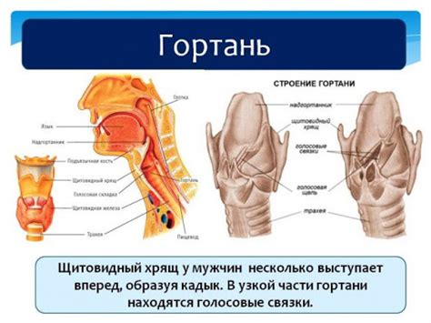 Кадык у женщин: есть ли он, причины появления выступающего кадыка у ...