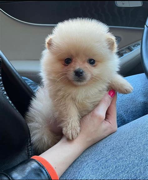 Criadero puppy pets | El Paso TX