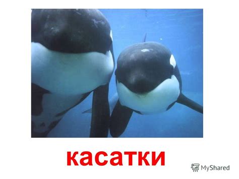 Презентация на тему: "морские млекопитающие белуха серый кит горбатый ...