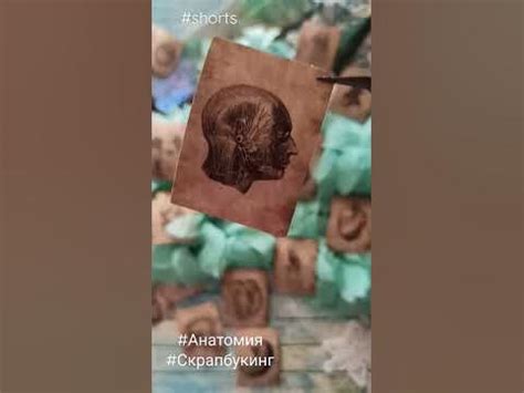 #shorts #анатомия #скрапбукинг #scrapbooking - YouTube