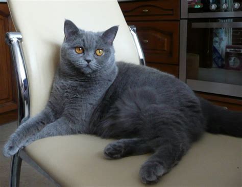 КОШКИ БРИТАНСКОЙ ПОРОДЫ ФОТО