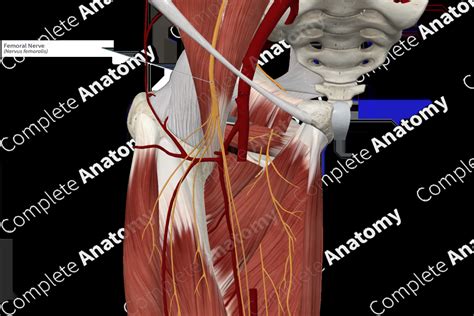 Femoral Nerve | Complete Anatomy