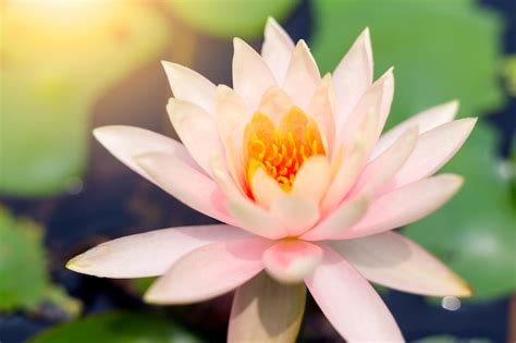 Premium Photo | Water lotus