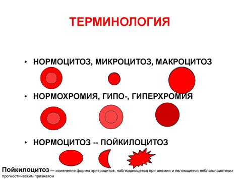 Эритроциты. Физиология эритрона - презентация онлайн