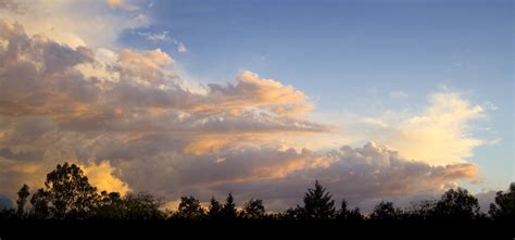 vibrant sunset  silhouetted trees  stock photo freeimages