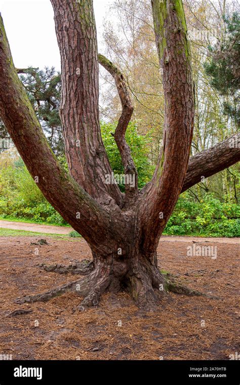 unusual shaped tree stock photo alamy