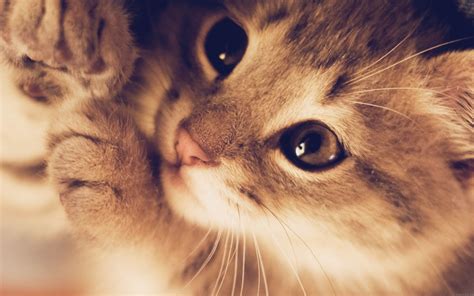 cute animal laptop background 2