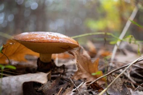 Slippery Jacks: A Beginner's Guide to Identification and Foraging ...