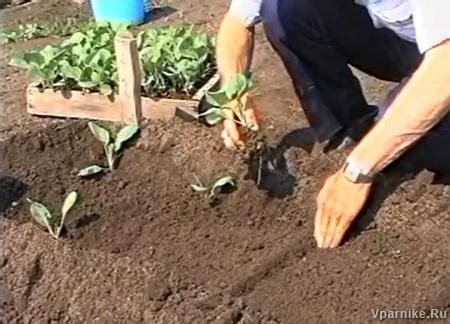Высадка в грядки рассады и посев семян по методу Миттлайдера. Видео 8 ...