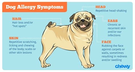 dog allergies  symptoms  treatment bechewy