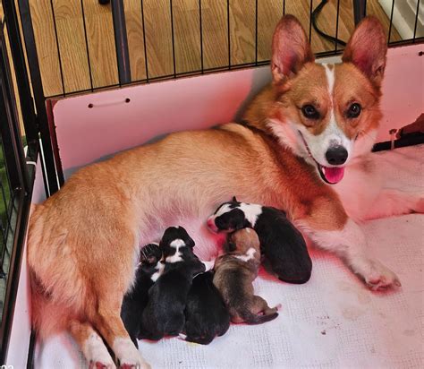 Pembroke Welsh Corgi Puppies For Sale In Virginia