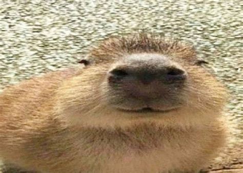Create meme "the capybara , capybara meme, memes with capybaras ...