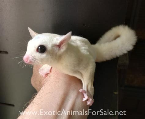 Sugar Glider Breeding groups for Sale