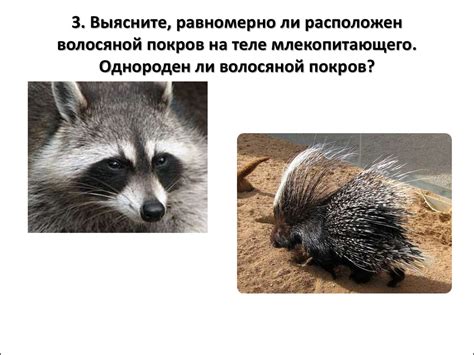 Класс Млекопитающие. Общая характеристика и особенности внешнего ...