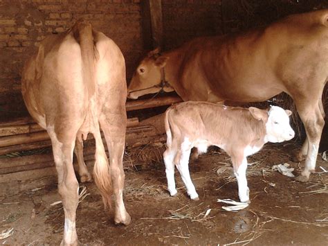 cara menyapih anak 1 tahun karena hamil lagi 3