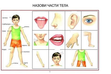 Части тела картинки для детей детского сада и на урок в школу.