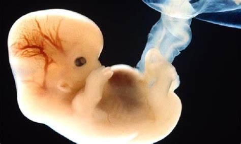 15 of the Greatest Pro-Life Quotes of All Time | LifeNews.com