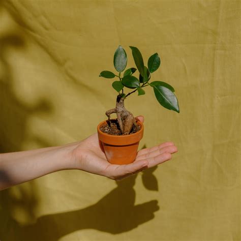 Fíkus Ginseng — Pokojovky