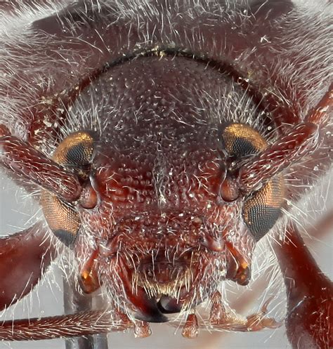 Hylotrupes | CerambycID