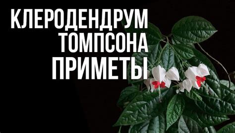 Клеродендрум Томпсона: значение и толкование примет и суеверий