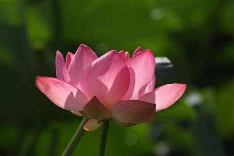 Лотос орехоносный (Nelumbo nucifera). Фото Андрей Помидорров. Снято в ...