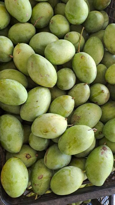 mangga manalagi kg mengkal lazada indonesia