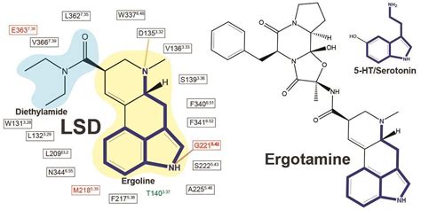 Crystal structure lifts lid on LSD’s secrets | Research | Chemistry World