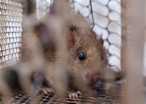 big brown rat  trap cage stock image image  dirty closeup