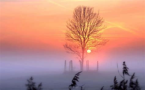 the sun is setting behind a foggy tree