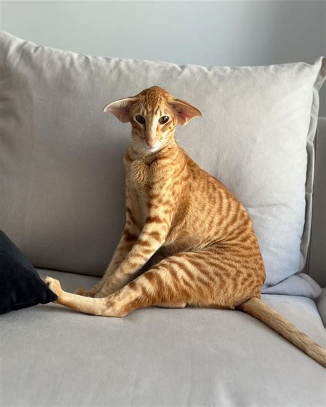 15 Cat Breeds With Stripes | Raise a Cat