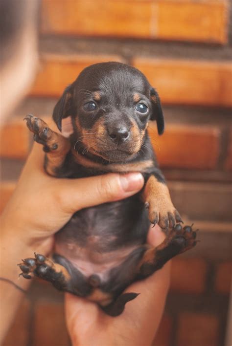 how to be a dog breeder