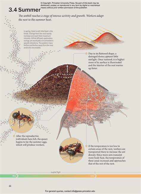 The Ant Collective - Veldshop