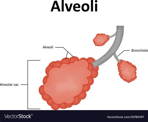 Alveolar Ducts