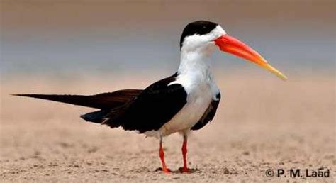 indian skimmer rynchops albicollis stunning sea bird photography